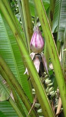 Musa gracilis