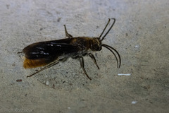 Sphaeropthalma marpesia