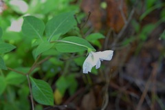 Lycianthes ciliolata