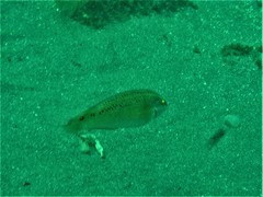 Halichoeres semicinctus