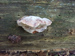 Amylocystis lapponica