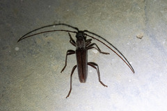 Aneflus obscurus