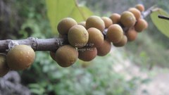 Ficus subpisocarpa