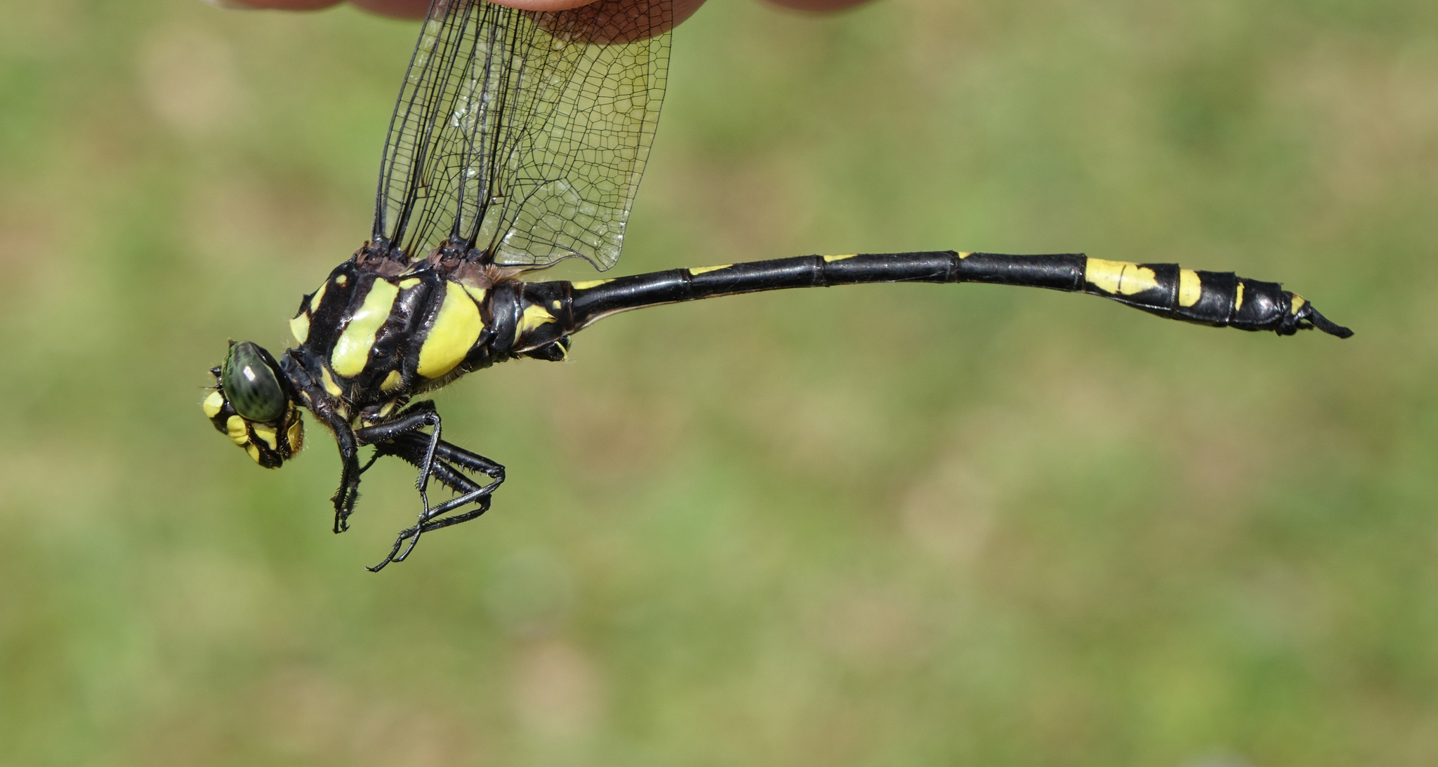 Kodagu Tiger