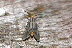 Biturix venosata