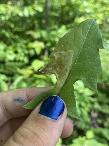 Liriomyza taraxaci photo 5