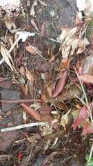 Mastigodryas boddaerti