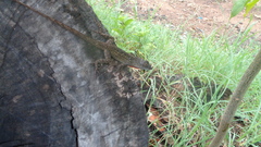 Anolis sagrei