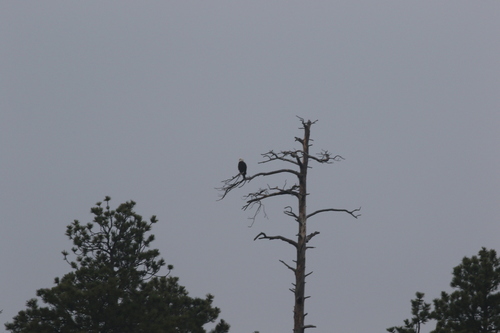 Bald Eagle photographed in South Dakota