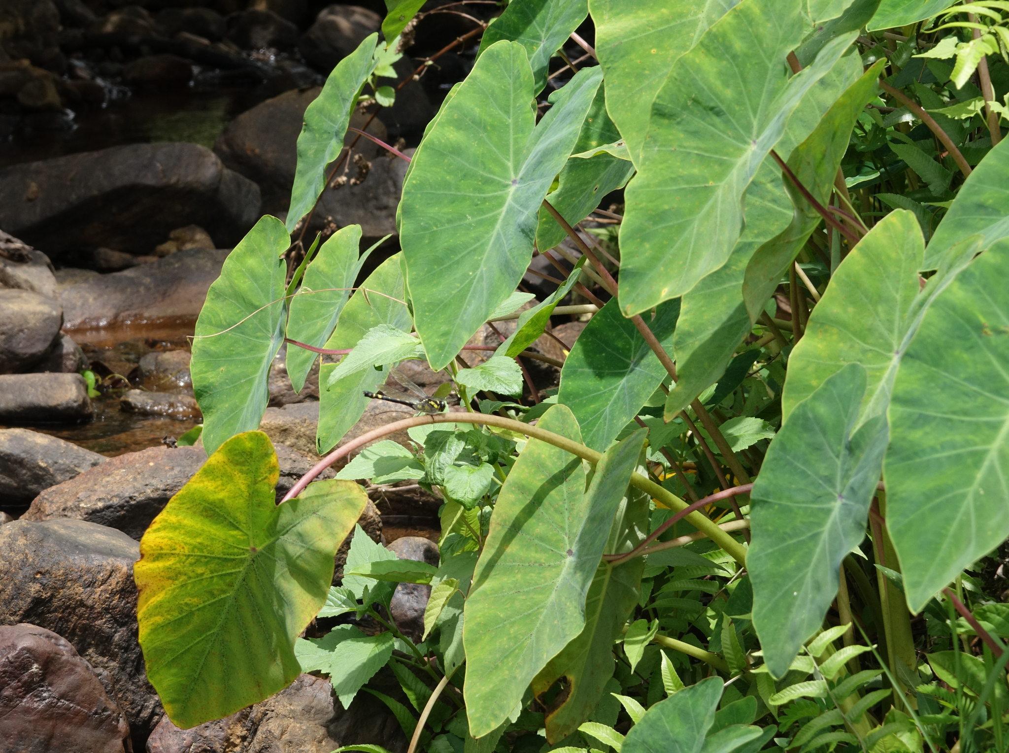 Kodagu Tiger