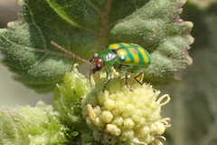 Diabrotica balteata