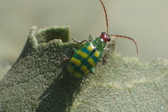Diabrotica balteata