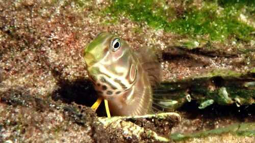 Chevron blenny (Omobranchus elongatus) — Blenniidae — 3