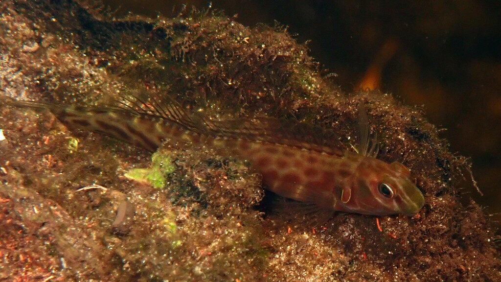Chevron blenny (Omobranchus elongatus) — Blenniidae