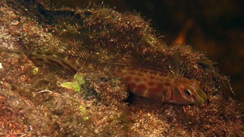 Pijlstaart-slijmvis (Omobranchus elongatus) — Blenniidae