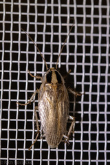 Blattella vaga