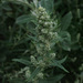 Artemisia douglasiana - Photo (c) stonebird, μερικά δικαιώματα διατηρούνται (CC BY-SA)