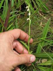 Habenaria heyneana