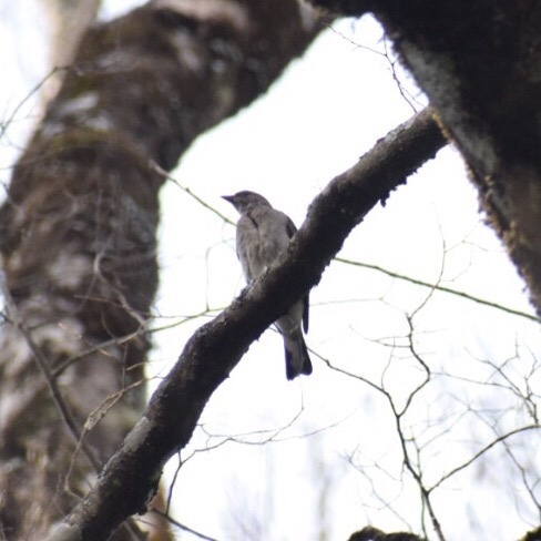 Indicateur varié (Indicator variegatus)