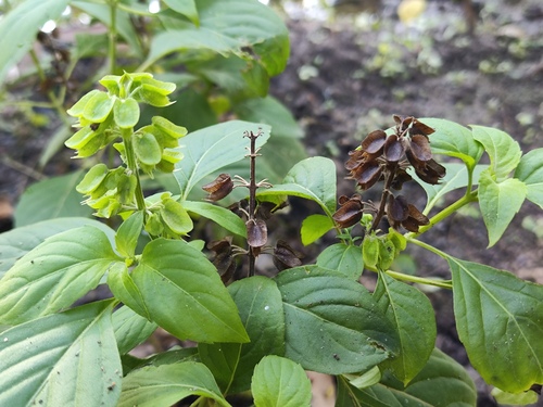 Least Basil (Ocimum campechianum)