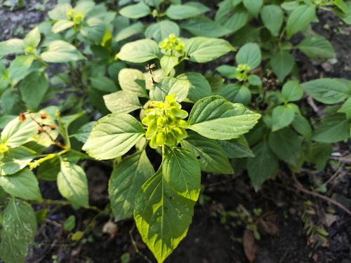 Ocimum campechianum
