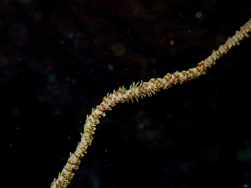Cirrhipathes anguina observed 2025-06-18