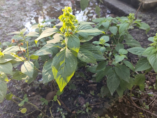 Ocimum campechianum