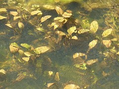 Potamogeton suboblongus