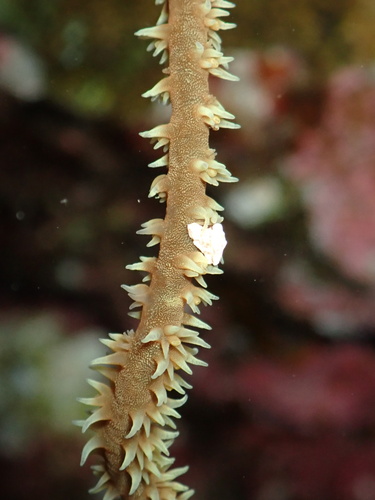 Cirrhipathes anguina observed 2025-06-18