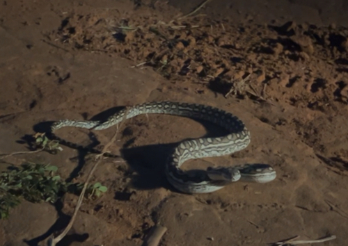 Coastal Carpet Python sighting