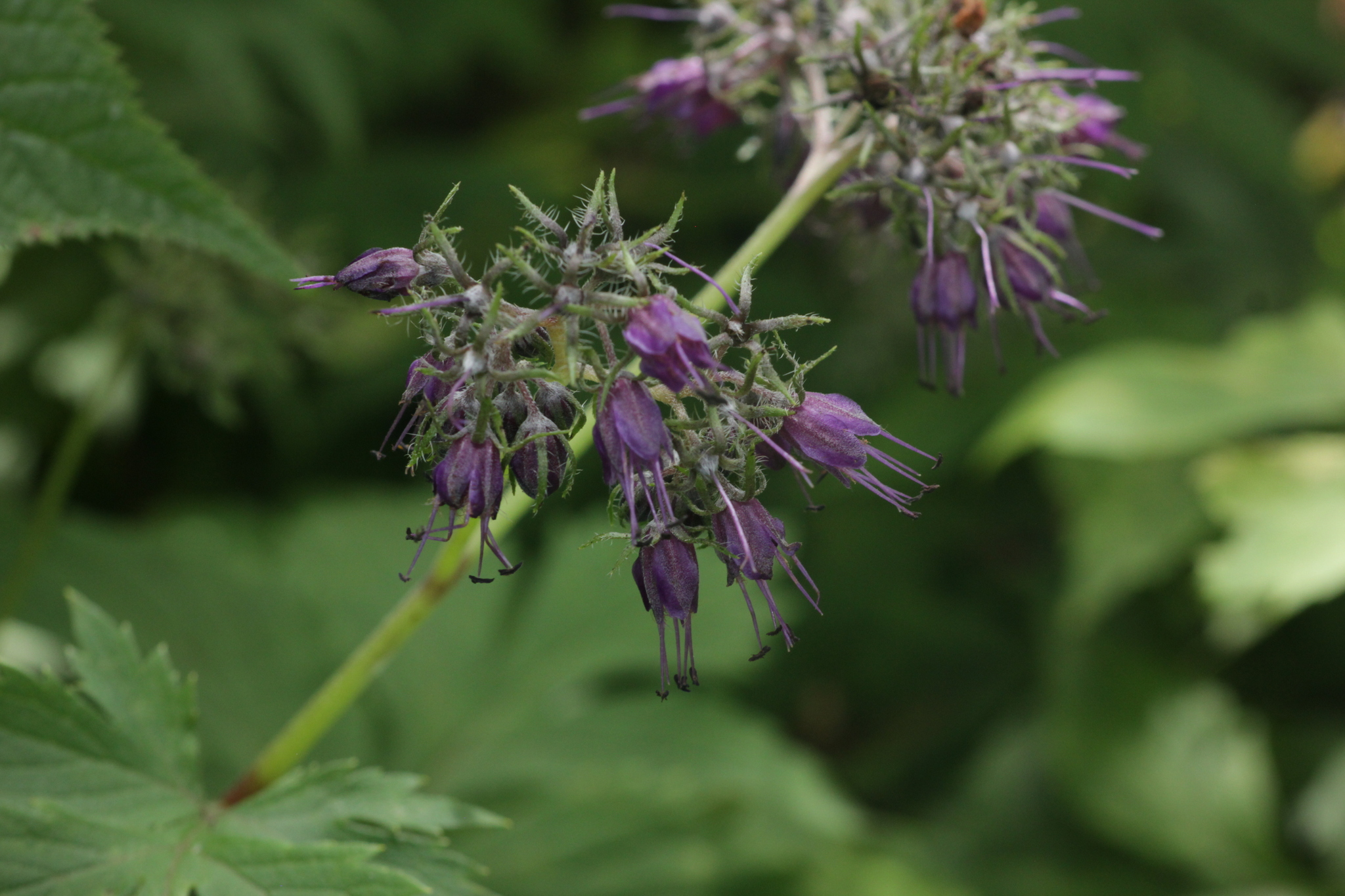 Hydrophyllum virginianum var. atranthum
