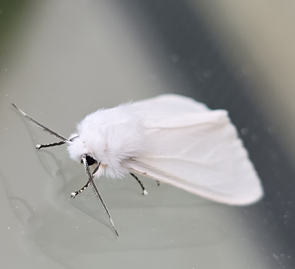 Fall Webworm Moth from Hanscom AFB, MA 01731, USA on June 16, 2025 at ...