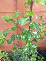 Ilex aquifolium