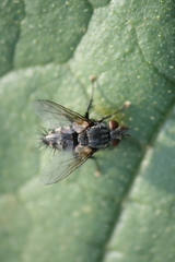 Voria ruralis