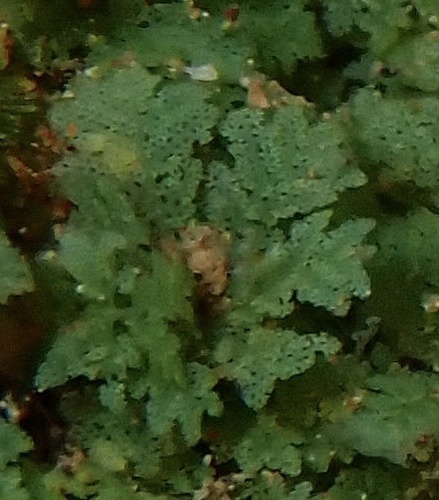 Caulerpa filicoides observed 2025-06-18
