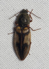 Stropenron hieroglyphica