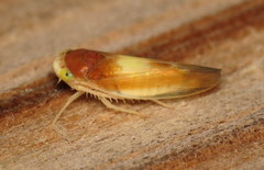 Colladonus setaceus