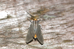 Biturix venosata