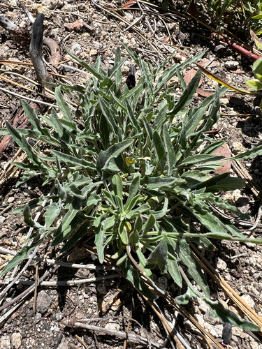gray-leaved violet (Viola pinetorum)