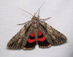 Catocala coccinata
