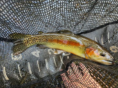 Little Kern golden trout