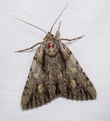 Catocala coccinata