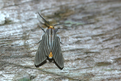 Biturix venosata