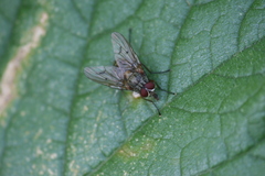 Helina evecta