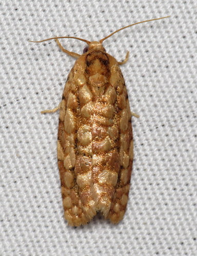 Juniper Budworm Moth photo 5
