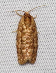 Choristoneura houstonana