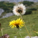 Rough Hawkbit - Photo (c) Wolfgang Jauch, some rights reserved (CC BY-SA), uploaded by Wolfgang Jauch
