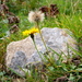 獅齒菊屬 - Photo 由 Wolfgang Jauch 所上傳的 (c) Wolfgang Jauch，保留部份權利CC BY