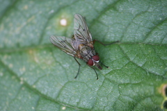 Helina evecta
