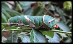 Papilio polytes romulus